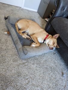 Chloe asleep on her bed dreaming of her forever home. She's brown and wearing a red collar.