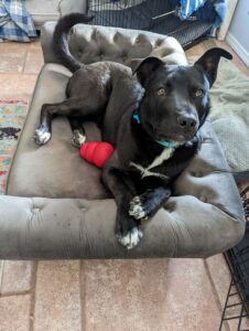 Jasper the big black dog with a little white on his paws and chest. His face is a little deformed, his nose is not straight, but he's looking on with joy. he has a red Kong with him.